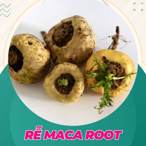 rễ maca root giúp tăng cường khả năng thụ thai